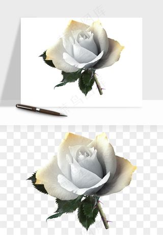 白玫瑰花枝花束png免抠