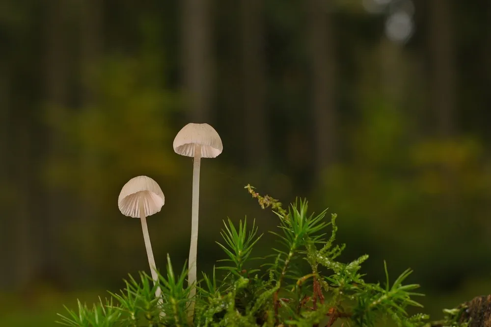 树林野生真菌小蘑菇