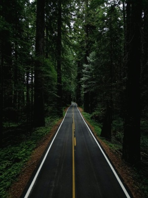 树林中的公路