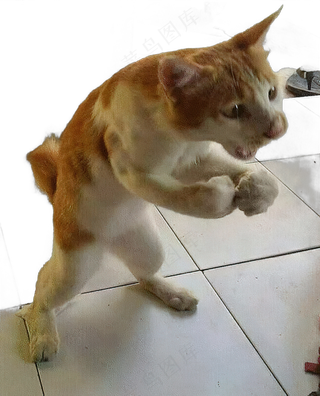 png免抠搞笑有趣动物