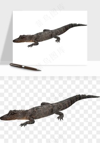 鳄鱼动物png免抠