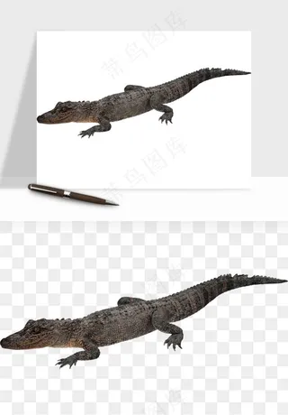 鳄鱼动物png免抠