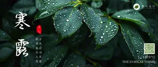 寒露公众号首图