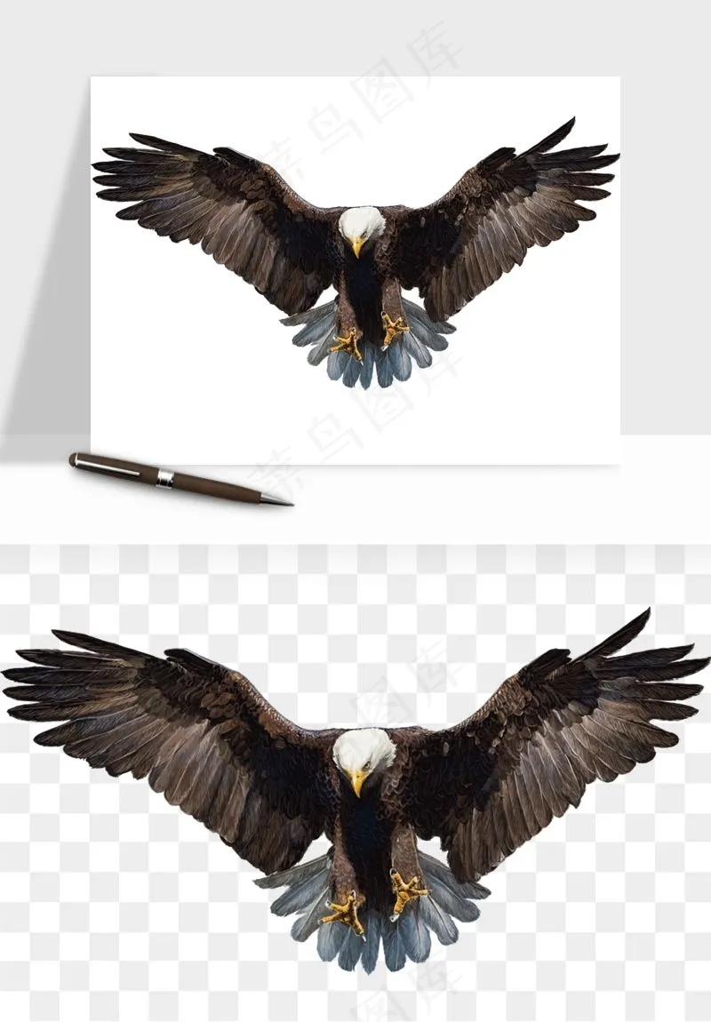 老鹰雄鹰展翅png免抠