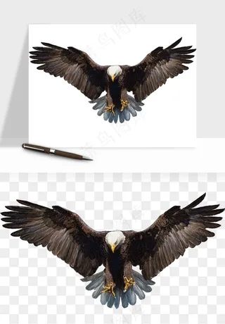 老鹰雄鹰展翅png免抠
