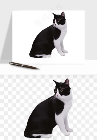 猫咪喵星人狗狗宠物元素png免抠