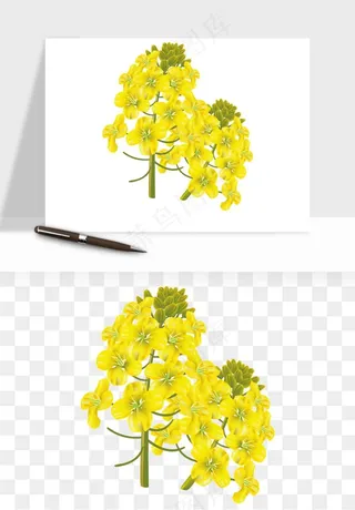 油菜花田png免抠