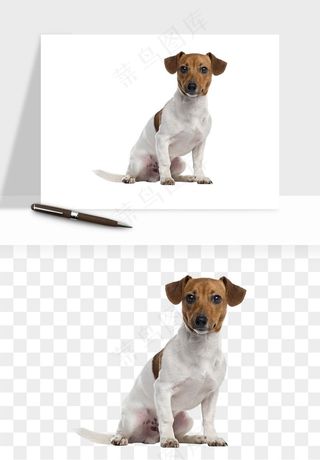 猫咪喵星人狗狗宠物元素png免抠