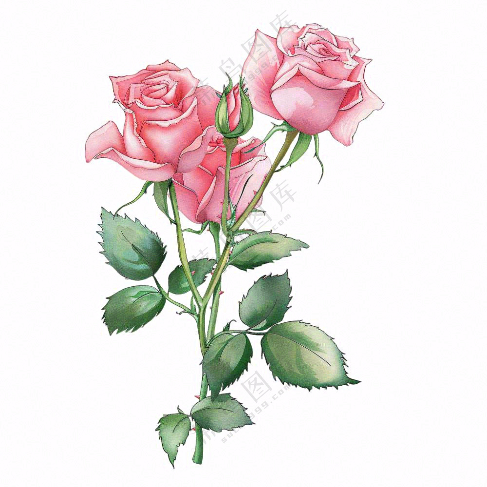 粉色玫瑰花鲜花插画免抠