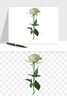 白玫瑰花枝花束png免抠
