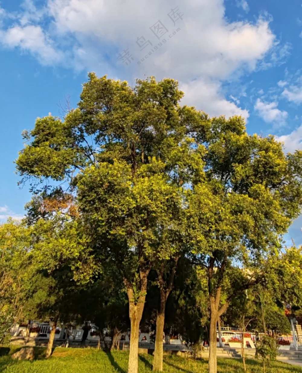 蓝天 白云下的一片小树林
