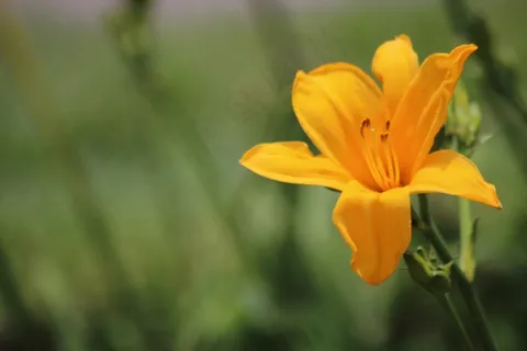 春天黄色花朵图片 春天黄色花朵图片