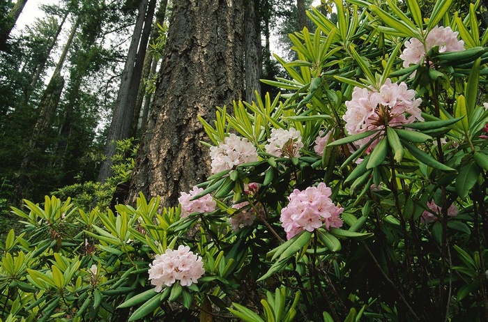 山坡上的花丛