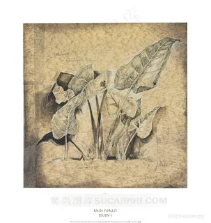 唯美复古植物插画