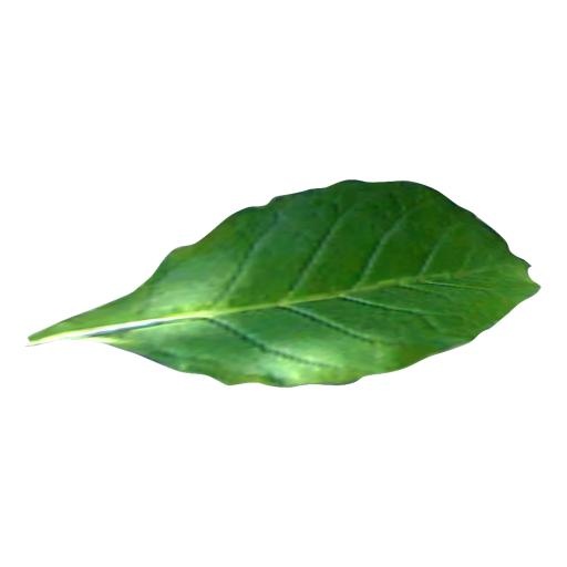 烟草PNG免抠(1000x1000)