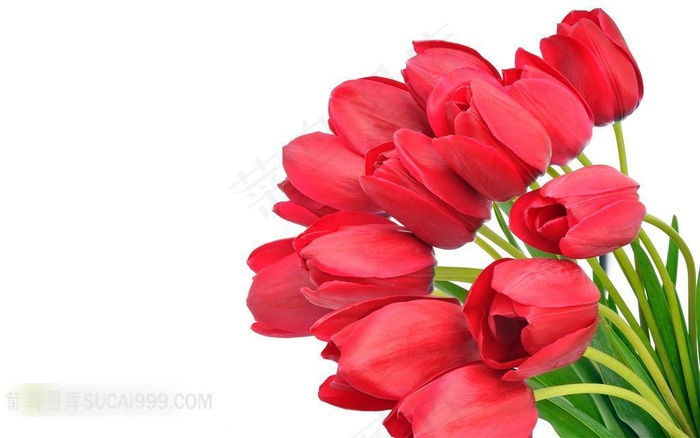娇艳的红色郁金香鲜花摄影图片