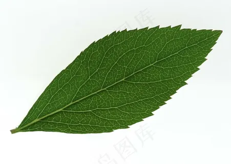 花草特写 203 花草特写 203