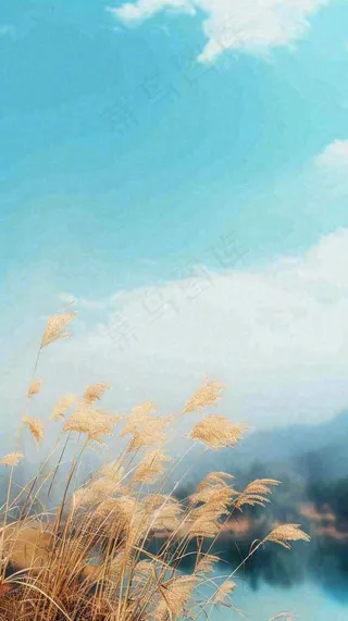 秋天蓝天户外芦苇草，立秋秋分摄影图