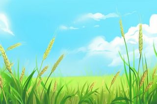 夏日小麦清新背景