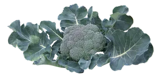 高清树木素材 免抠PSD植物素材 美术绘画园林贴图 树草灌木花草