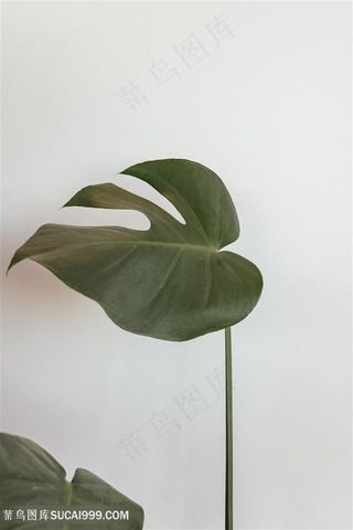 一片绿叶白色背景