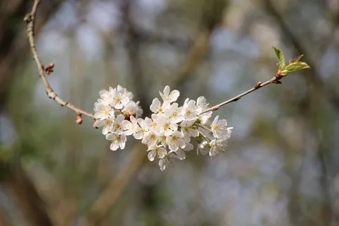 一支白色苹果花图片