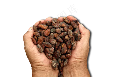 可可果实可可粉免抠 (5)