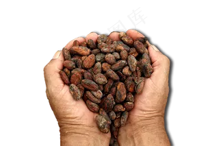 可可果实可可粉免抠 (5)