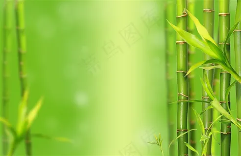 绿色渐变背景上的竹子高清图片 绿色渐变背景上的竹子高清图片