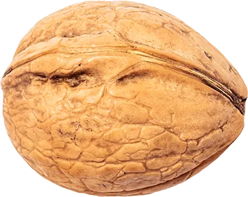 05_Walnut