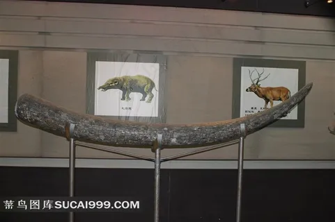 半坡博物馆馆藏猛犸象门牙化石文物