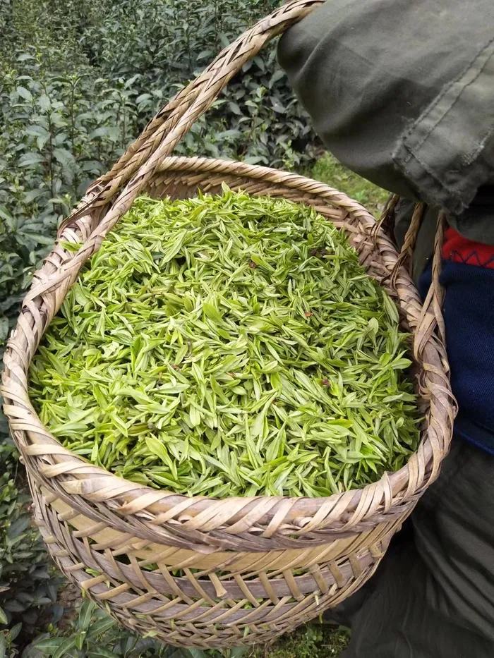 新鲜采摘的茶业