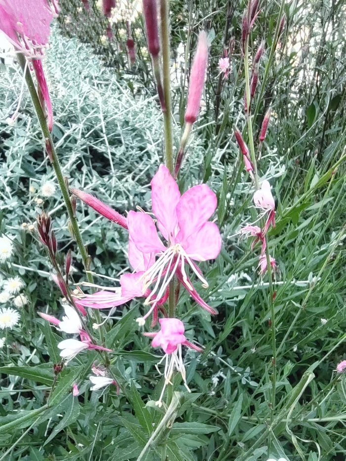 路边的野花
