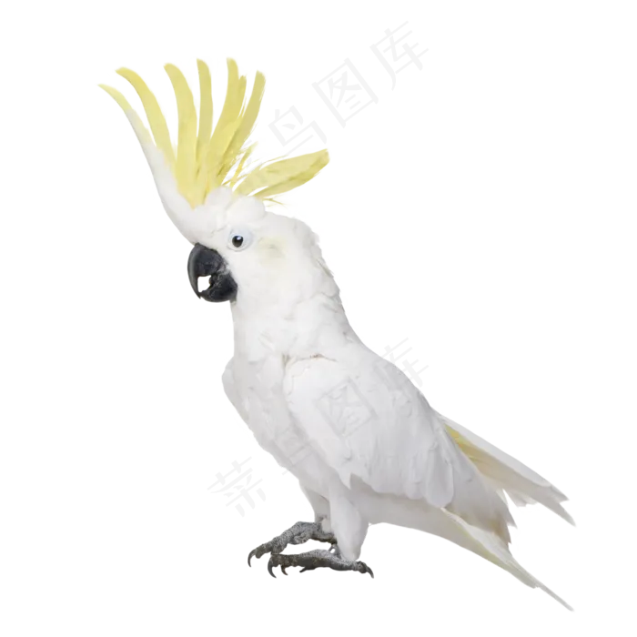 鹦鹉鸟元素