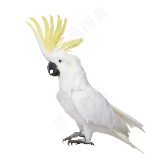 鹦鹉鸟元素