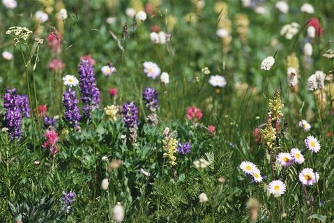 清晰大图花草图片 清晰大图花草图片