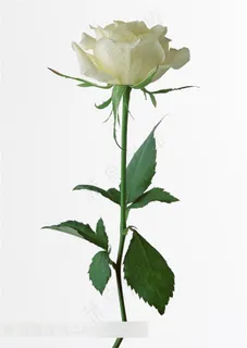 玫瑰花高清设计素材 玫瑰花高清设计素材