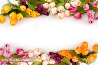 装饰画背景画无框画郁金香