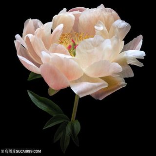 超高清白色芍药鲜花图片