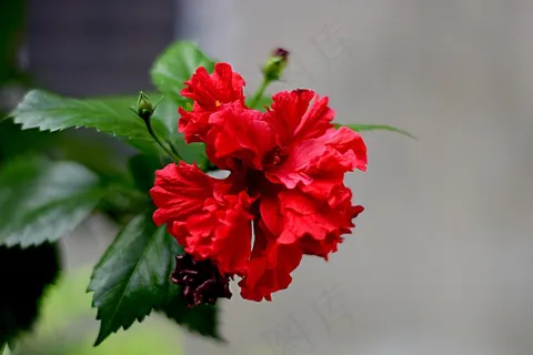 大红色芙蓉花朵图片 大红色芙蓉花朵图片
