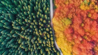秋天  背景秋天 树 夏天 壁纸