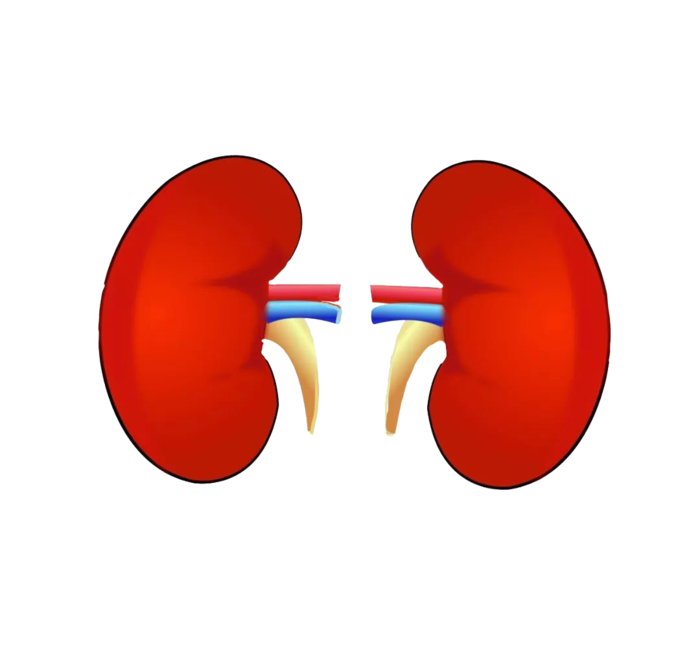 健康的双肾插图