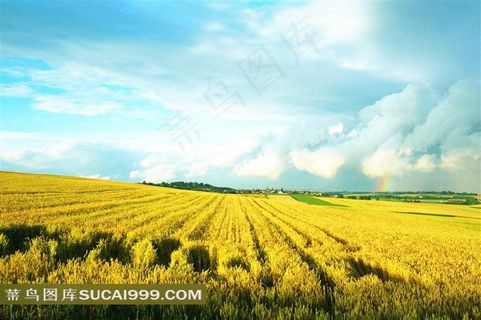 风吹麦浪非主流图片