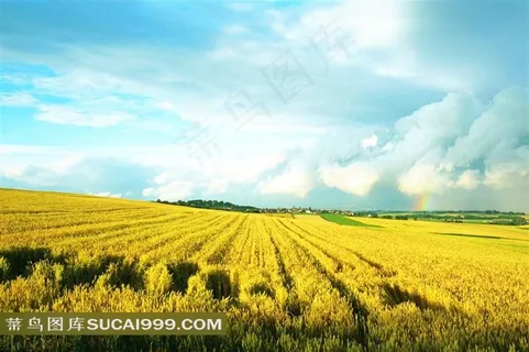 风吹麦浪非主流图片