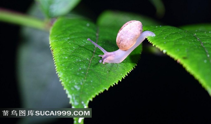 蜗牛微距摄影