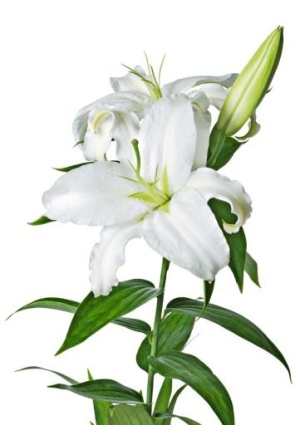 百合花免抠