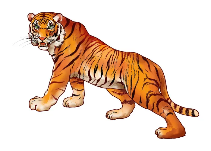 手绘国潮虎年卡通白虎老虎形象插画装饰元素PSD设计素材png免抠图psd模版下载