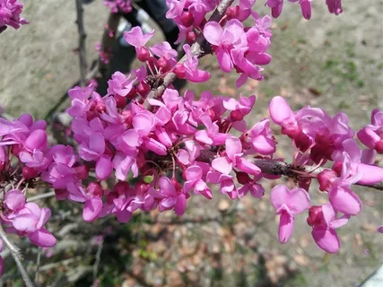 紫荆高清图片 紫荆高清图片