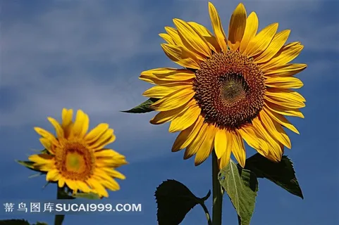 漂亮的向日葵鲜花素材