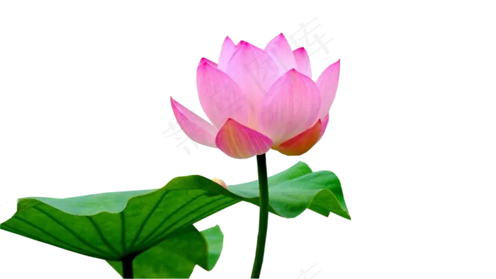 荷花素材 免抠 荷花 复古 中国风 莲花 荷叶 植物